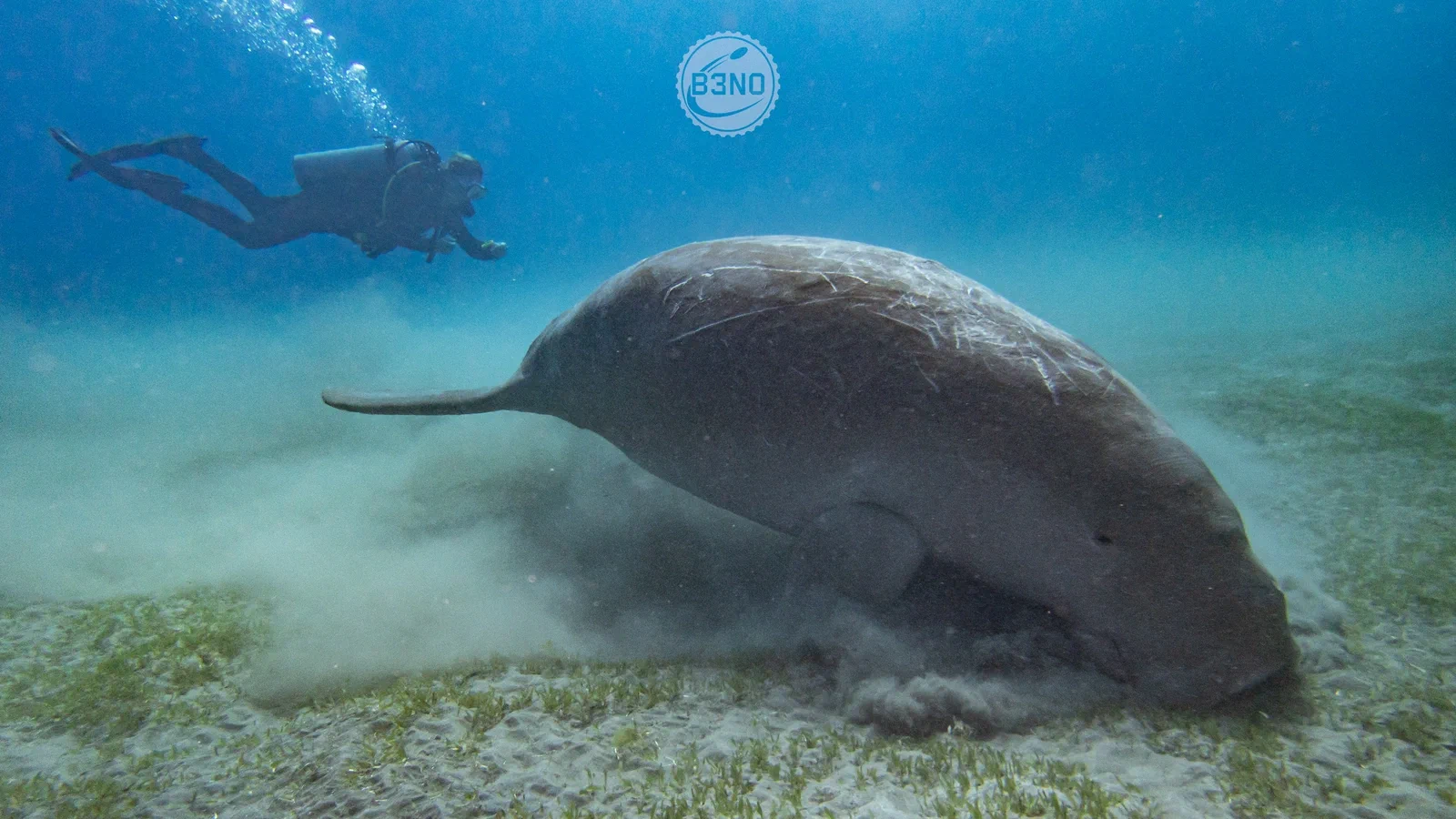 Dugong