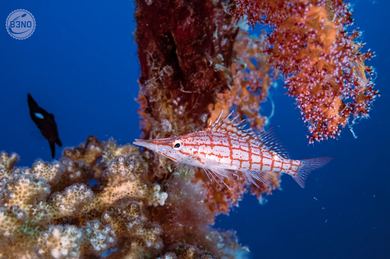 Poisson-faucon à long nez